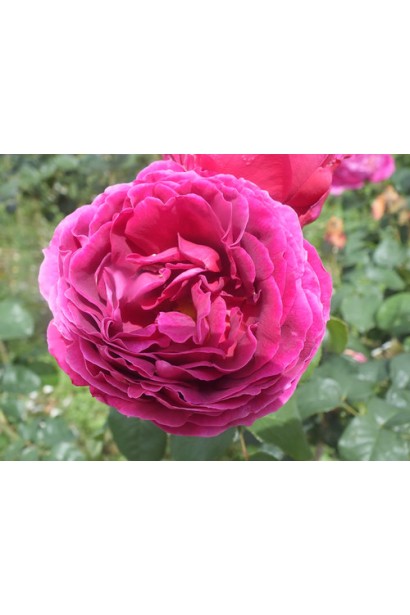 Троянда плетиста Отелло для арок та пергол